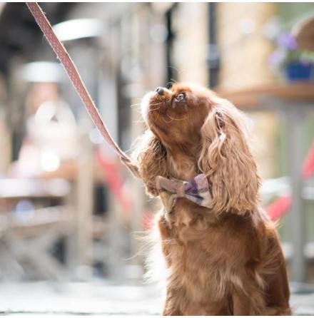 Fluga till hund - Gargrave Lilac/Pink Spot